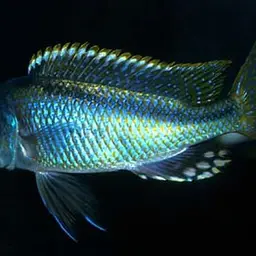 Slender Tail Hap
