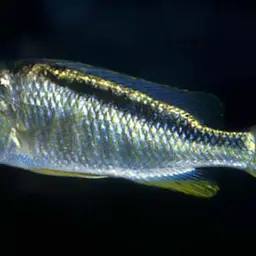 Stripeback Hap