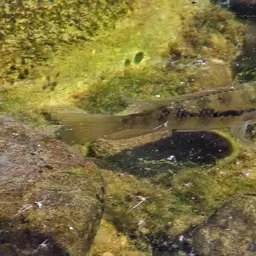 Banded Acara, photo 2