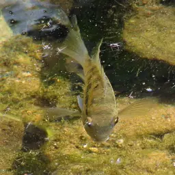 Banded Acara, photo 3