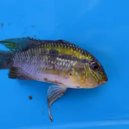 Banded Acara, photo 4