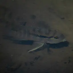 Banded Acara, photo 5