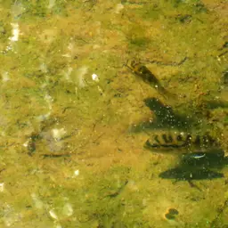 Banded Acara, photo 6