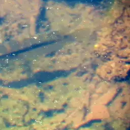 Banded Acara, photo 7