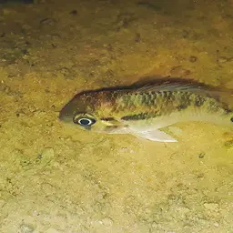Banded Acara, photo 8