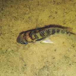 Banded Acara, photo 9