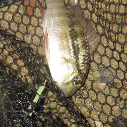 Banded Acara, photo 10