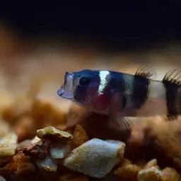 bumblebee fish, photo 1
