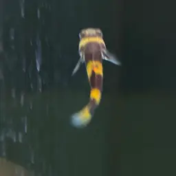 bumblebee fish, photo 2