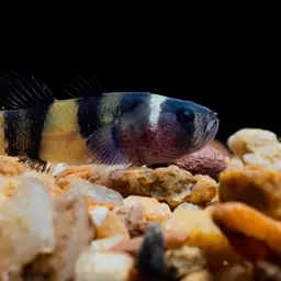 bumblebee fish, photo 3