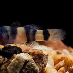 bumblebee fish, photo 4