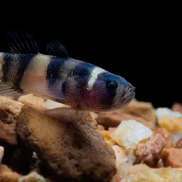 bumblebee fish, photo 5