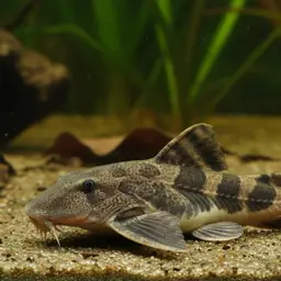 Banjo Catfish