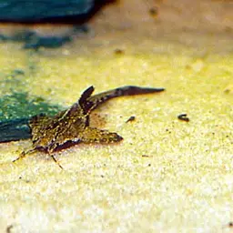 Banjo Catfish