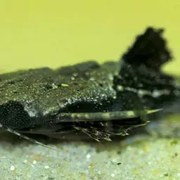 Banjo Catfish, photo 2
