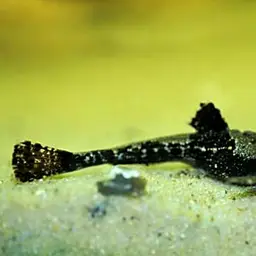 Banjo Catfish, photo 3