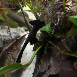 Banjo Catfish, photo 4