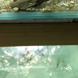 Banjo Catfish, photo 5