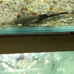 Banjo Catfish, photo 6