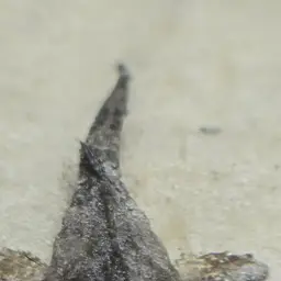 Banjo Catfish, photo 7