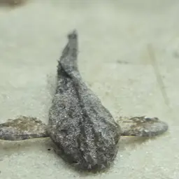 Banjo Catfish, photo 8