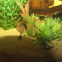Banjo Catfish, photo 9