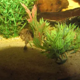 Banjo Catfish, photo 10