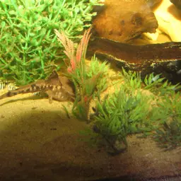 Banjo Catfish, photo 11