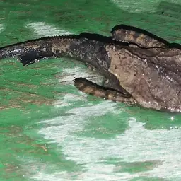 Banjo Catfish, photo 12