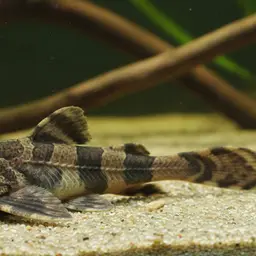 Banjo Catfish
