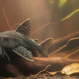 Bristlenose Pleco, photo 9
