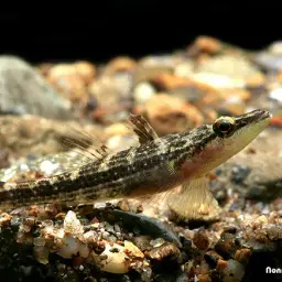 Ambon Gudgeon