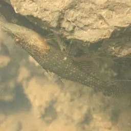 Ambon Gudgeon, photo 2