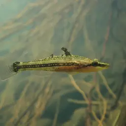 Ambon Gudgeon, photo 3