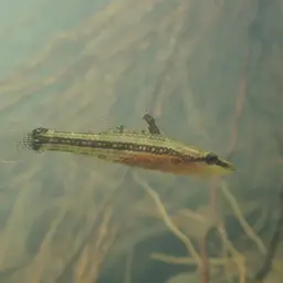 Ambon Gudgeon, photo 5