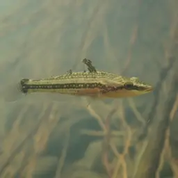 Ambon Gudgeon, photo 6