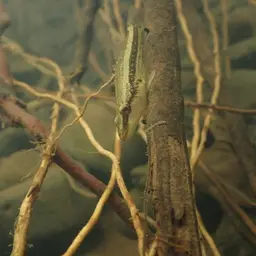 Ambon Gudgeon, photo 9