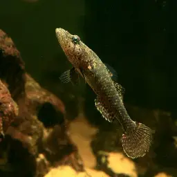 Crazy Fish