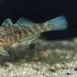 Crazy Fish, photo 2