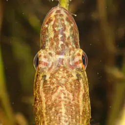 Crazy Fish, photo 6
