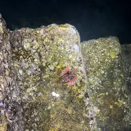 Zebra Lionfish, photo 1