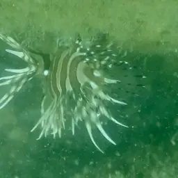Zebra Lionfish, photo 2