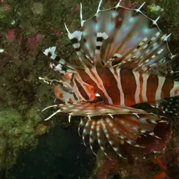Zebra Lionfish, photo 3
