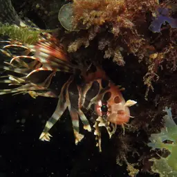 Zebra Lionfish, photo 4
