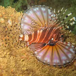 Zebra Lionfish, photo 5