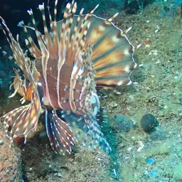 Zebra Lionfish, photo 6