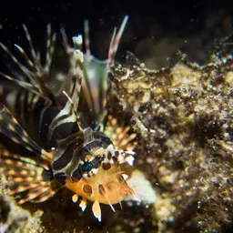 Zebra Lionfish, photo 7