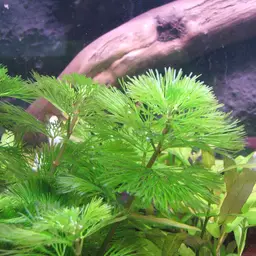 Green Cabomba, photo 1
