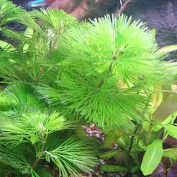 Green Cabomba, photo 2