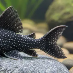 Cactus Pleco